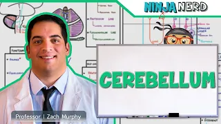 Neurology | Cerebellum Anatomy & Function