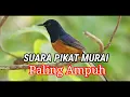 Download Lagu Suara pikat murai paling ampuh gacor tanpa iklan