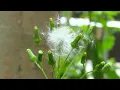 NYC s pollen monitoring station forecasts more allergies ahead