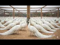 Ultimate White Peacock Farm ASMR Complete End-to-End Growth Journey - 60 Scenes of Pure Relaxation