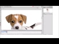 Tracing in Adobe Flash for beginners full CS6