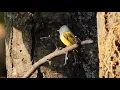 Download Lagu Grey-headed Canary-Flycatcher and its Song