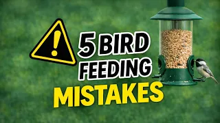 Top 5 Bird Feeding Mistakes And How to Fix Them