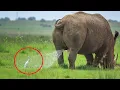 Get Ready to Cry LAUGHING with these ANIMALS New FUNNIEST Animals