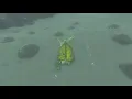 Korok seeds North Selmie s Spot Hebra Tower Zelda BOTW
