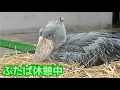 ハシビロコウ　ふたばちゃん　藁の上にお座りしています【掛川花鳥園】Shoebill Futaba-chan Kakegawa Garden 