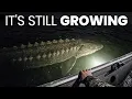 Lake Sturgeon in Lake Michigan Are Growing Far Bigger Than They Should And No One Can Explain Why