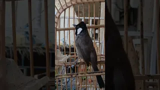 تغريد انثى بلبل لفتح البلابل القافلة دندنها