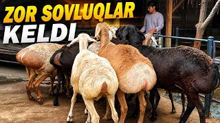TOJIKISTON QOZILARI VA BISHKEK SOVLUQLARI KELDI ✅✅✅✅