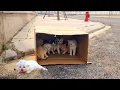 Download Lagu kittens meowing on the side of the road, Kittens, are cute and mischievous after being rescued;!