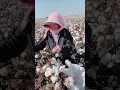 Download Lagu Cotton picking process in cotton field