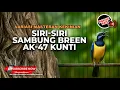 Lagu 🔴 Live Masteran Mewah Cucak Cungkok Super Gacor Roll Speed Siri Siri Sambung Kunti Breen Ak-47