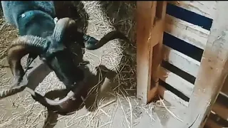 تعليف الكباش صوت و صورة و أهم نصائح في العلفة 