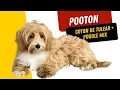 Adorable Pooton Coton de Tulear Poodle Mix