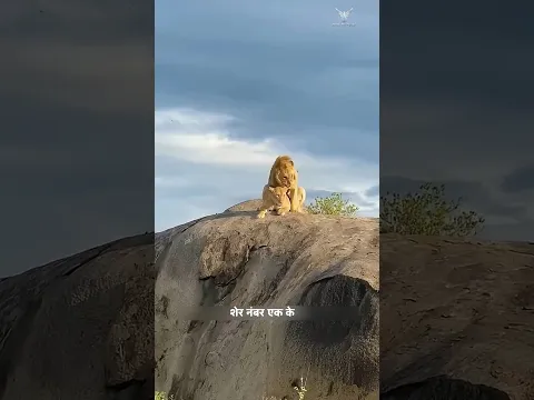 आवारा शेर ने राजा शेर की शेरनी छीन ली। | Stray Lion Vs King of the Jungle Lion | #animals | #shorts