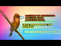 Download Lagu CICI MERAH GACOR UNTUK PANCINGAN PIKAT DAN MASTERAN(GOLDEN HEADED CISTICOLA)
