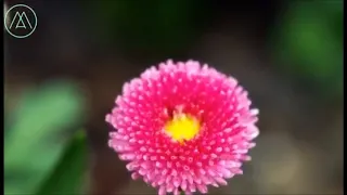 نور اضاء بصيرتي فاضاءني     لما تذكرت الحبيب محمدا    القصيده للاخت شريفه السيد دندنها