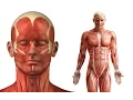 Human body organs anatomy pictures diagram and worksheet 100 money back learning course