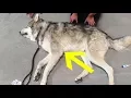 Dog Bought On Craigslist Found Starving In College Dorm