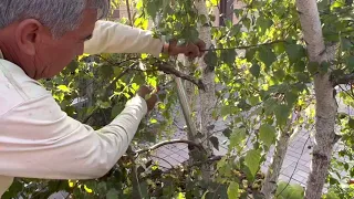 The Beauty of the White Birch How to Prune a European White Birch - Vargas Landscaping Presents