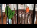 Red siskin Double diluet Gacor suara bagus