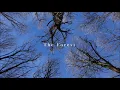 Laura Masotto - The Forest | Fireflies - Video art by Elena Crisanti