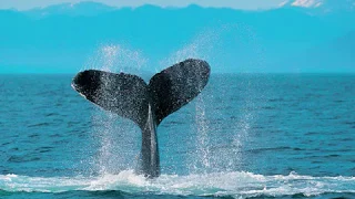 هشام عباس مشيتي وين     دندنها