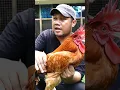 Download Lagu Mengapa Peternak Lebih Pilih Ayam KUB dari pada Ayam Kampung Biasa?