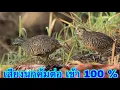 Download Lagu សំលេងសត្វក្រួចអឺតលឺច្បាស់100% ធានាលេងឆាប់បាន
