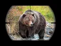 Lagu 30 HUGE BEAR SHOT COMPILATION in 8 minutes (Ultimate Bear Hunting Compilation) BEST OF