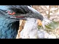 Download Lagu SANGAT KEJAM 😱‼️ BURUNG LIAR DIJADIKAN SANTAPAN ANAK BUBUT 