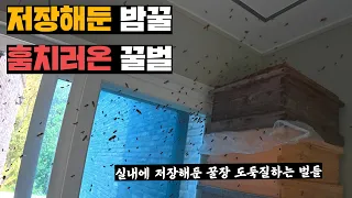 실내에 저장해둔 꿀장 훔치러온 벌들 쫓아내고 2년만에 밤꿀 채밀하기(feat.손베이기)
