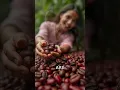The Fascinating Story of Kopi Luwak Coffee