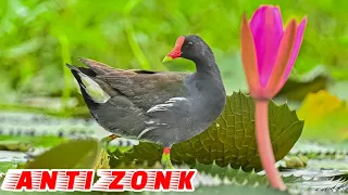 suara pikat burung mandar batu betina paling jernih dan ampuh auto nyamperin 