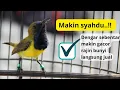 Download Lagu TERAPI SUARA BURUNG SOGON GACOR ⁉️ SOLUSI TEPAT SOGON OMBYOKAN CEPAT LAKU MAHAL