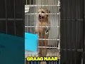 Download Lagu Deze Hond Wilde Gewoon Naar Huis!❤️