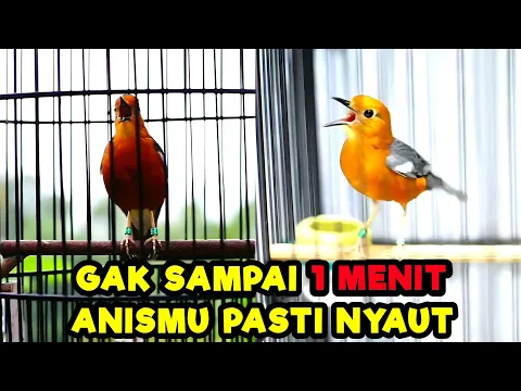 Download MP3 SUARA ANIS MERAH BETINA NGECIT JANTAN NGEPLONG INI 100% MAMPU BANGKITKAN BIRAHI DENGAN CEPAT