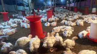 Age 26 Poultry Farm Live Updates