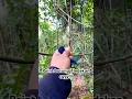 Download Lagu PIKAT BURUNG TLEDEKAN BAKAU BERSAMA SUHUNYA BURUNG !!!