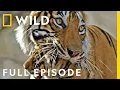 Download Lagu Tigress Defends Cubs Against Predators (Full Episode) | Clash of the Tigers