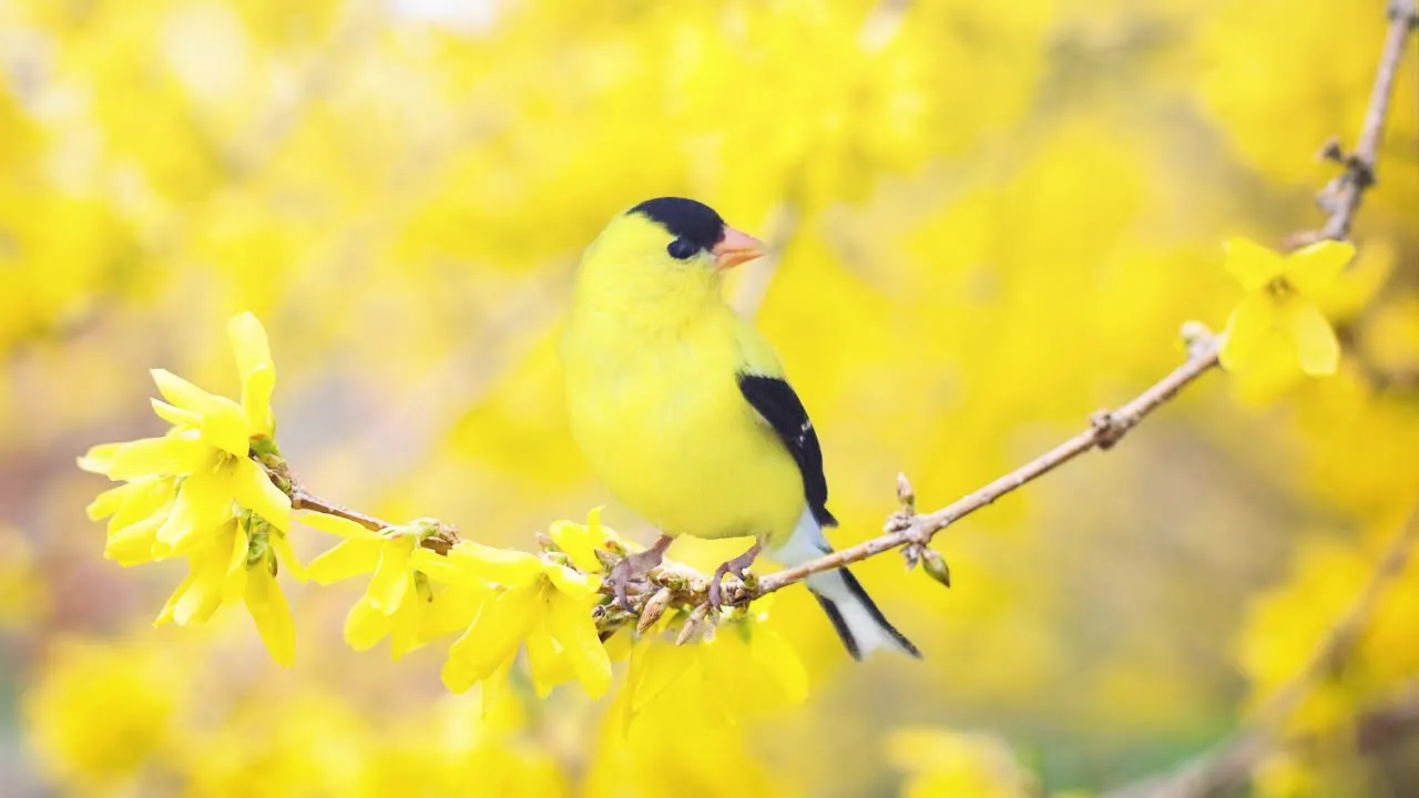 Beautiful Relaxing Music -  Peaceful Soothing Instrumental Music, Stress Relief, Sleep Music