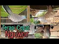 Download Lagu PERKUTUT NGUWOR WOR WAR WOR