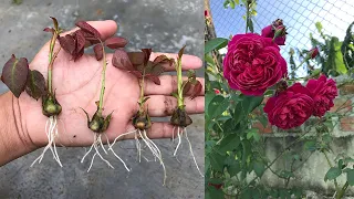 Download How to grow roses from rose calyx│Rosa MP3