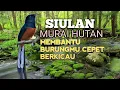 Download Lagu SUARA PANCINGAN MURAI BATU agar Emosi jadi NYAUT BUNYI BONGKAR MATERI ISIAN | TERAPI MURAI BATU