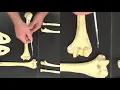 Bones of the upper limb