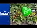 Lowe s Outdoor Fall Plants