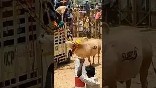 تعرف على الثور الهندي الهائج 