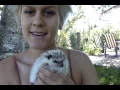 What do hedgehogs eat