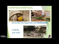 JLS - Vertebrates