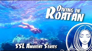 SSL Ambient Series ~ Freediving with Valentina in Roatan, Honduras.